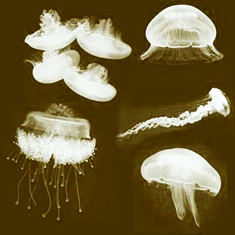 jellyfish sprite